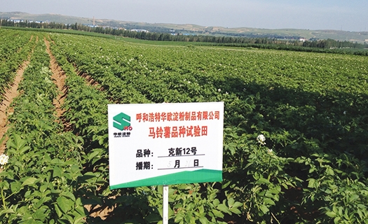 土豆种类实验田