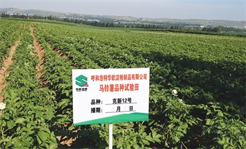 土豆种类实验田