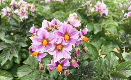 土豆花