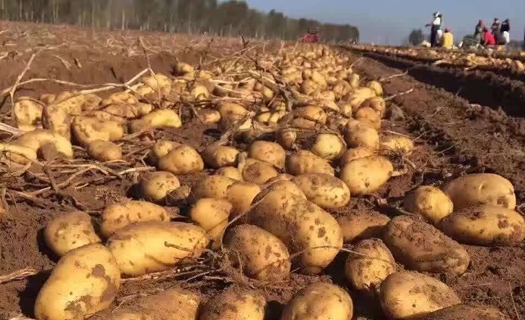 土豆起收