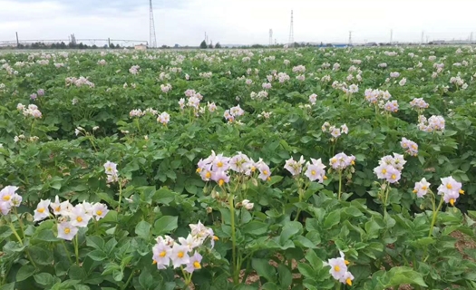 土豆莳植基地
