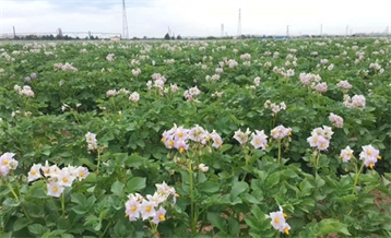土豆莳植基地
