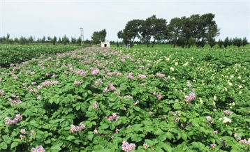 土豆基地